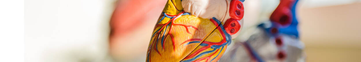 model of heart