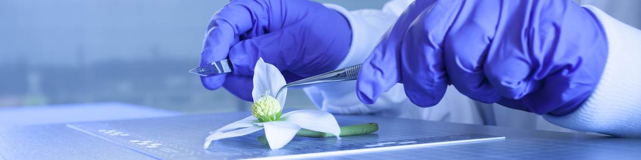 Wetenschapper snijdt met handschoenen aan in een orchidee met een scalpel