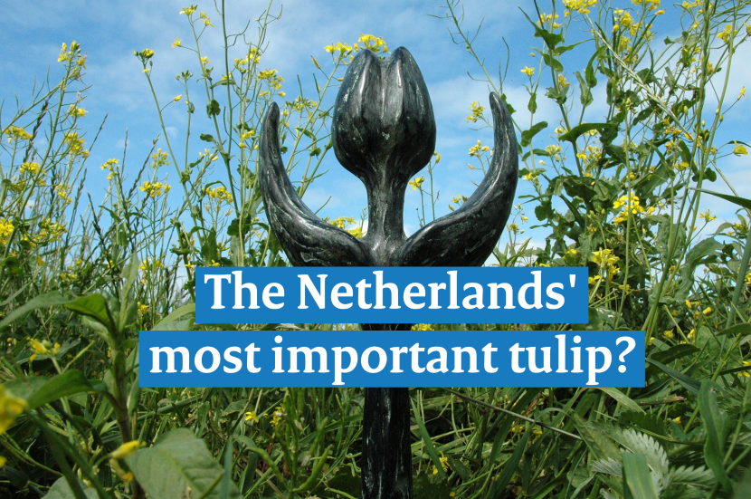 What you (probably) didn’t know yet about the Human Rights Tulip