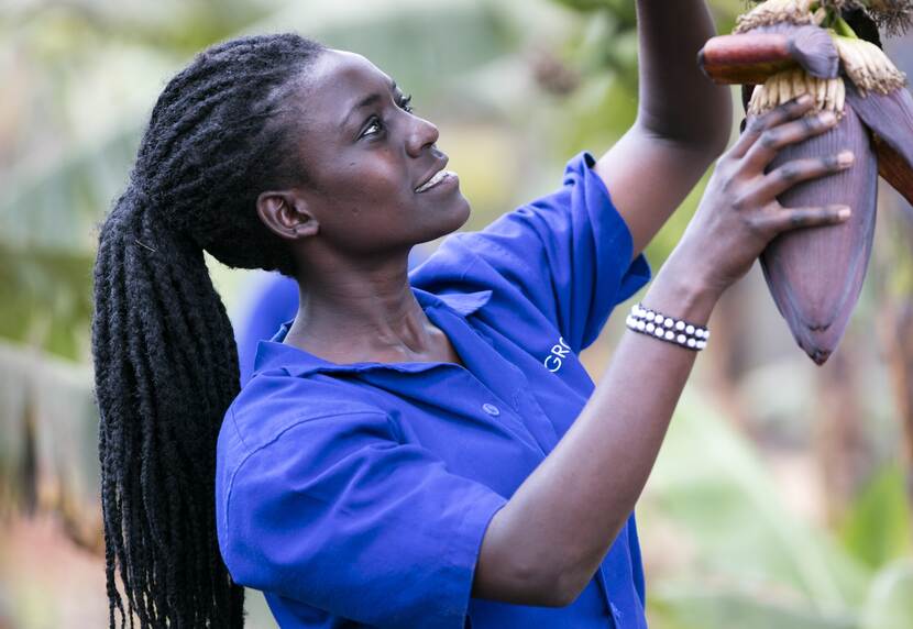 Jonge Ugandese oogst bananen
