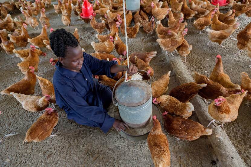 Jongeren in Uganda houden kippen