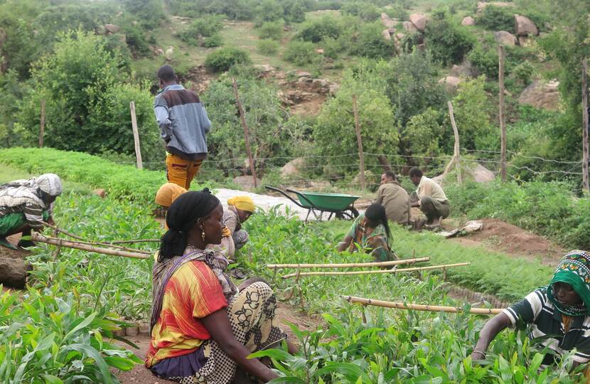 Kwekerij Ethiopie