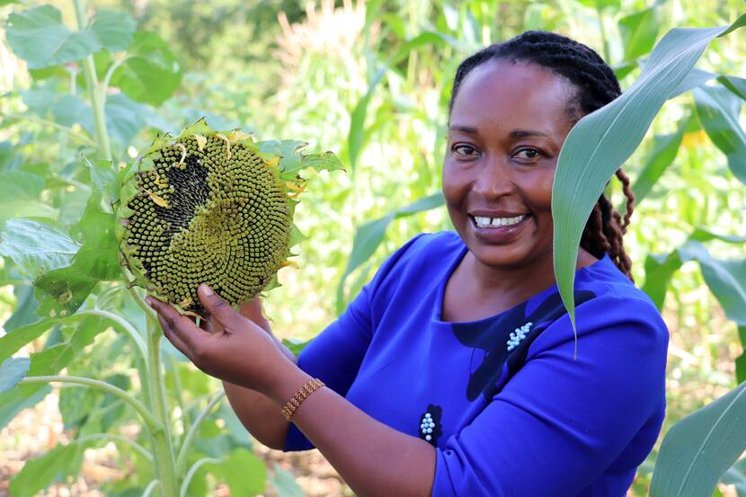 A farmer in Kenya shows sunflowers
