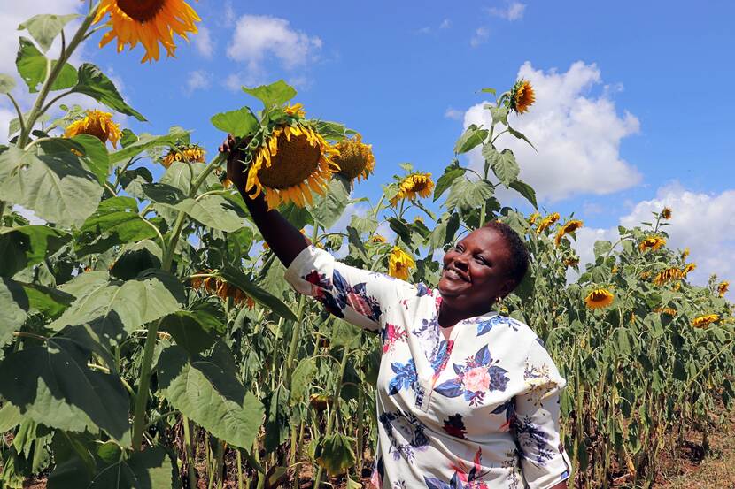 PACJA's sunflower project